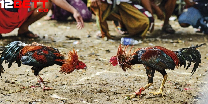 Các chiến kê tham gia thi đấu đều đến từ các trường gà nổi danh Các chiến kê tham gia thi đấu đều đến từ các trường gà nổi danh