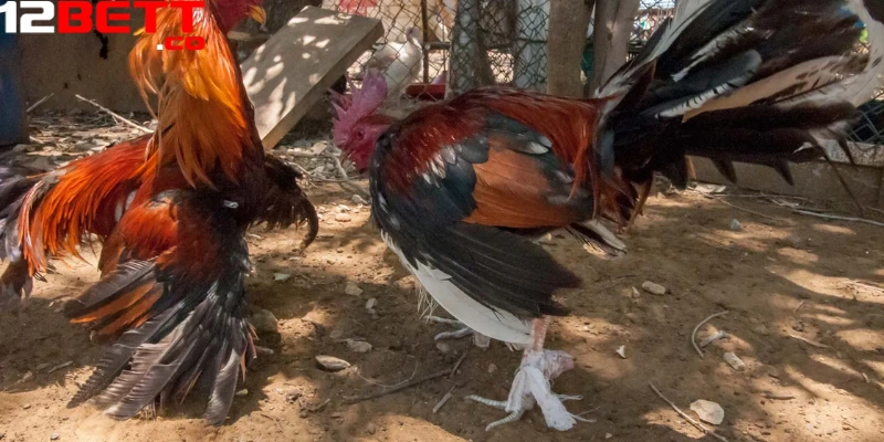 Có 3 hình thức đá gà trực tiếp phổ biến nhất Có 3 hình thức đá gà trực tiếp phổ biến nhất