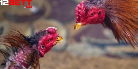 Trực Tiếp Đá Gà Campuchia, Trải Nghiệm Đỉnh Cao Tại 12Bet