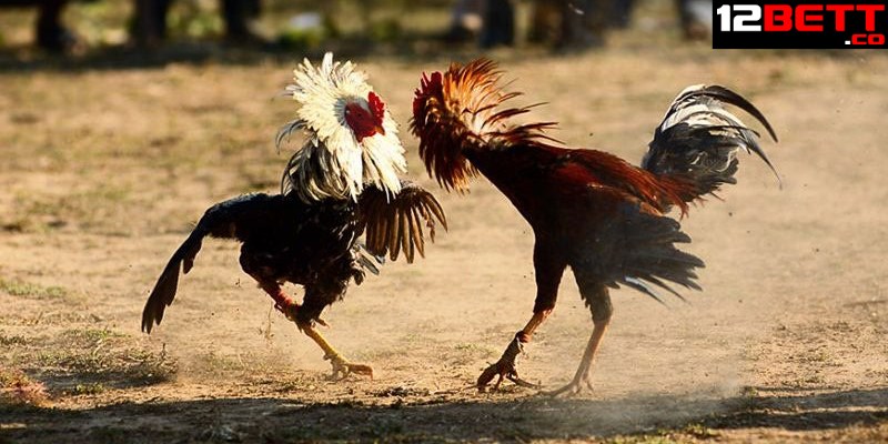 #5 lối đá bách phát bách trúng từ gà chọi #5 lối đá bách phát bách trúng từ gà chọi
