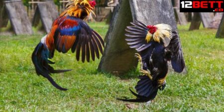 Bật Mí Các Lối Đá Gà Chọi Không Phải Sư Kê Nào Cũng Biết