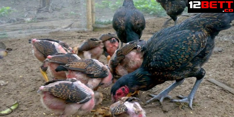 Một số điểm lưu ý khi chọn gà mái chọi làm giống Một số điểm lưu ý khi chọn gà mái chọi làm giống