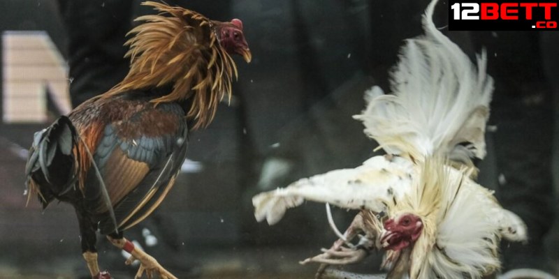 Những cách khắc chế các lối đá gà chọi tại 12BET Những cách khắc chế các lối đá gà chọi tại 12BET